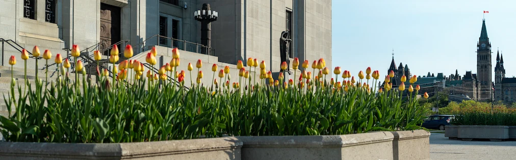 Tulips in front of the Supreme Court of Canada building